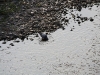 Un pigeon venant s'abreuver à la rivière.
