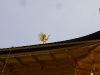 L'oiseau qui trône en haut du temple, aussi en or.
