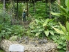 Autre vue des plantes carnivores.
