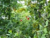 Quelques fleurs rouges.
