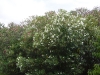 Des arbres en fleurs. Vu de l'autre côté.
