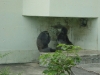 Deux gorilles se faisant chier.
