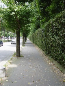 Allée vers le jardin botanique.